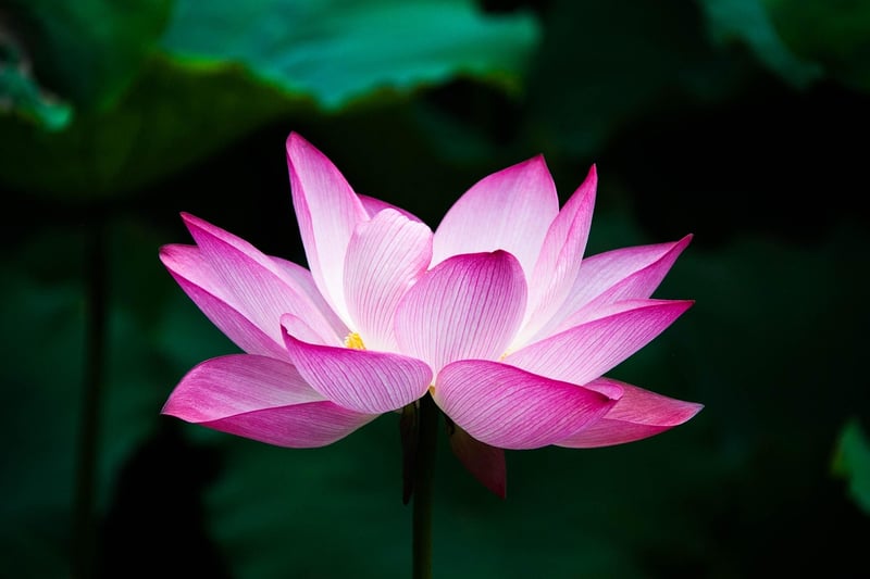 Blossoming Spells