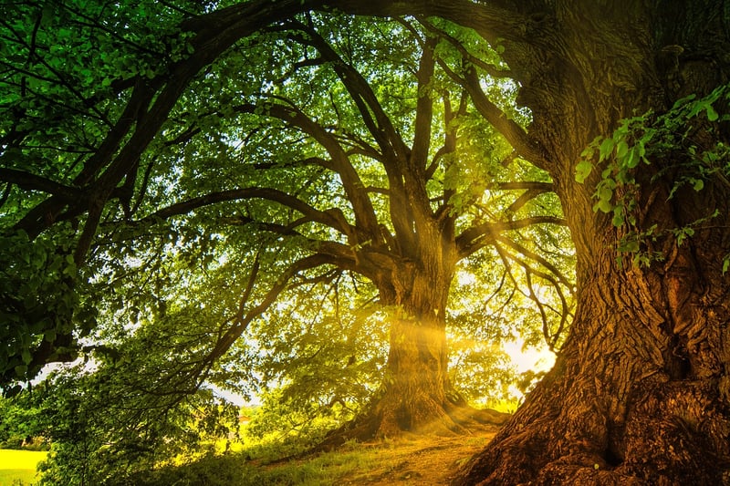 Enchanted Botany
