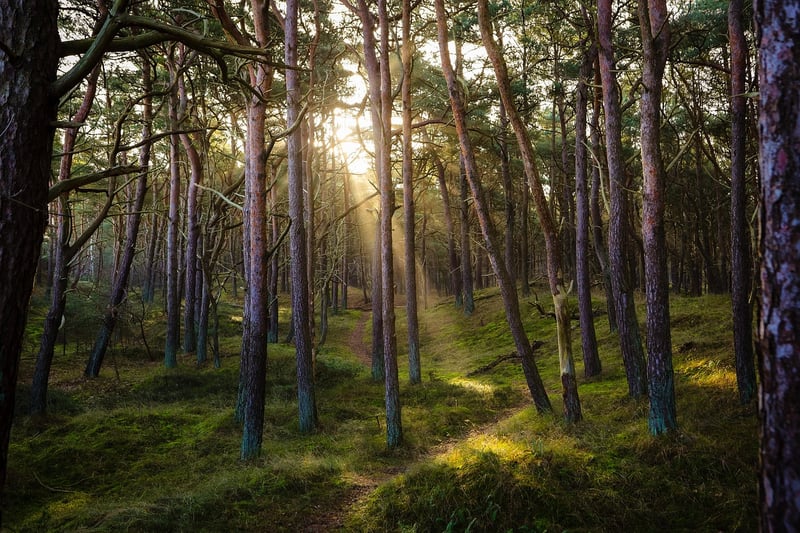 Magic Forest